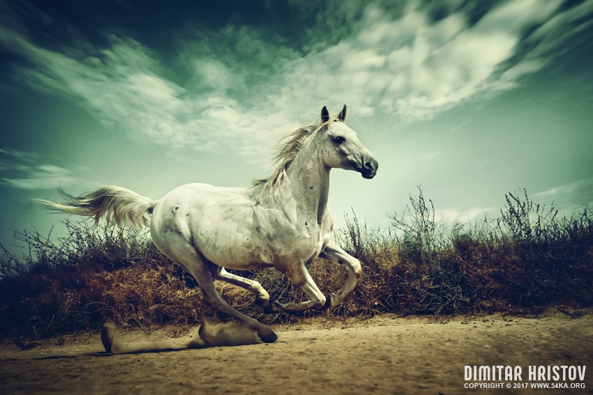 White Andalusian horse runs gallop in summer time photography horse photography featured animals  Photo