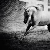 White Horse Galloping – Black And White Photography
