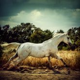 White horse runs gallop