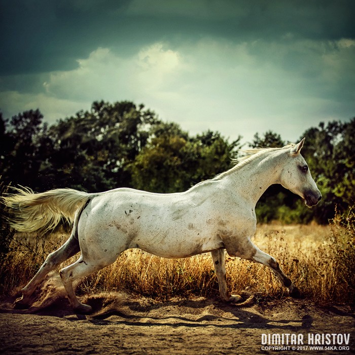White horse runs gallop photography horse photography featured animals  Photo