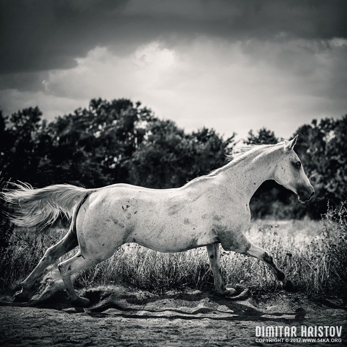 Arabian horse running in the field photography featured equine photography black and white animals  Photo