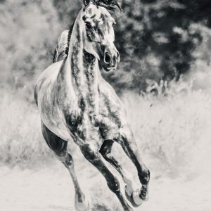 Arabian horse running on sunny meadow