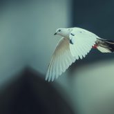 White dove fly with the wind