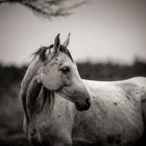 White horse autumn portrait