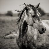 A horse in profile in black and white