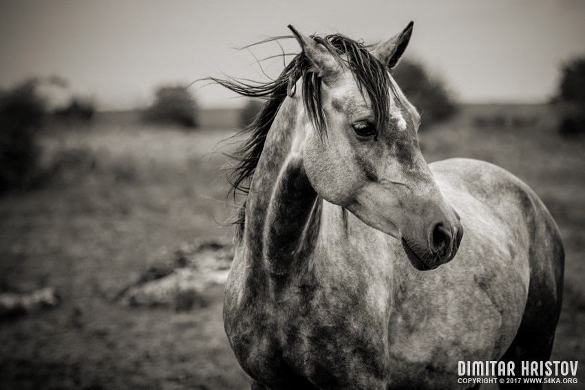 A horse in profile in black and white photography equine photography black and white animals  Photo