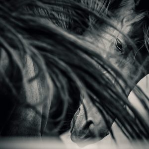 Arab horse portrait – Black and White
