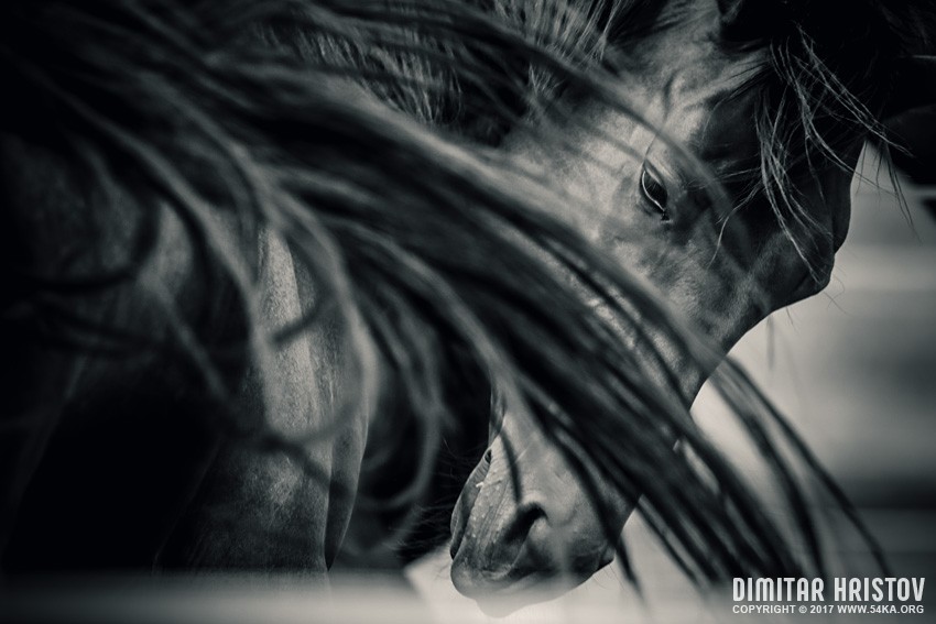 Arab horse portrait   Black and White photography featured equine photography black and white animals  Photo