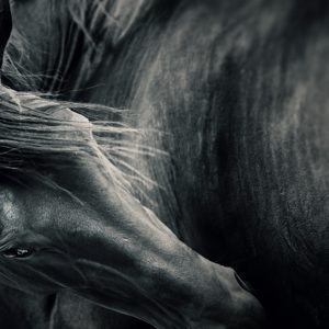 Black horse portrait – Black and white