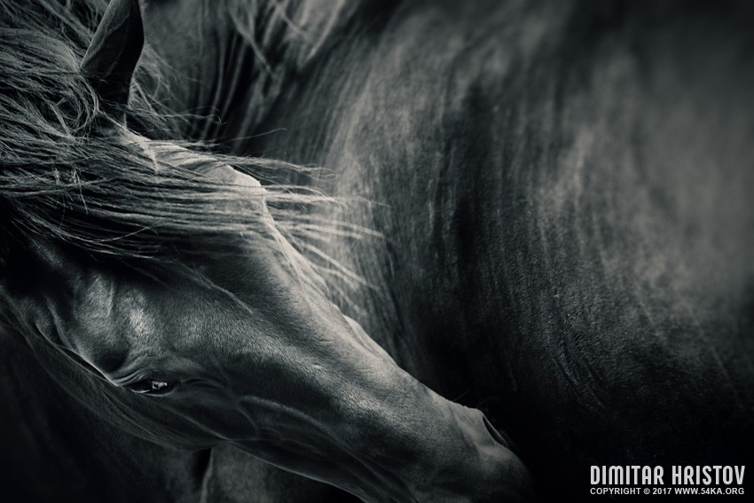 Black horse portrait   Black and white photography horse photography featured animals  Photo