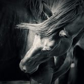 Horse – Black and White Portrait
