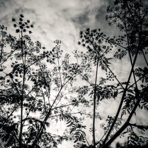 Plants – Black and White