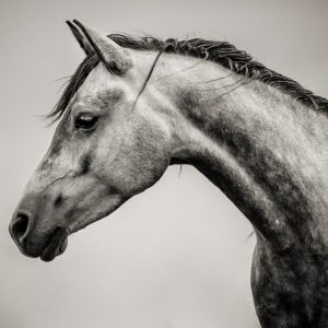 Black and White Horse Head