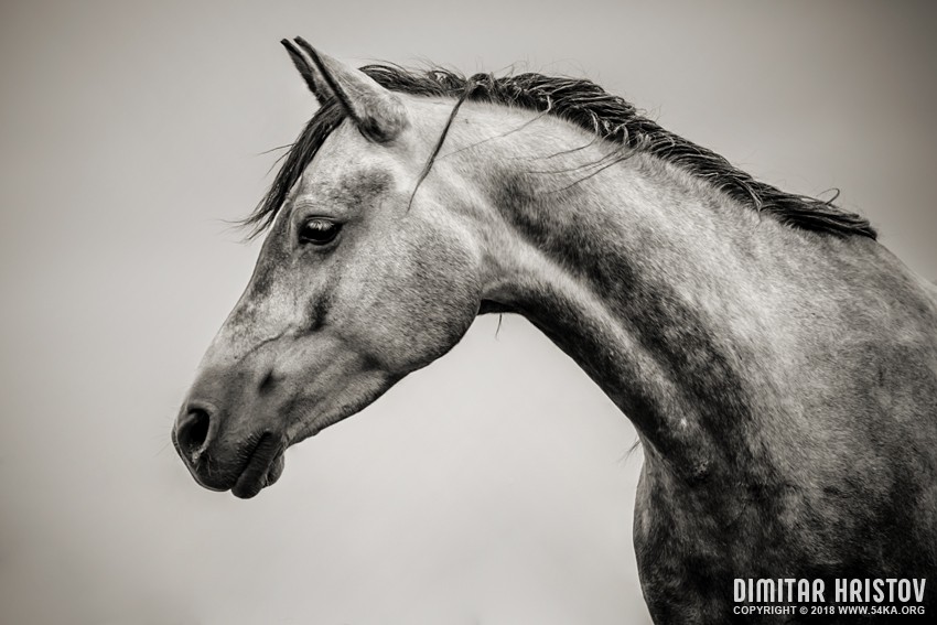 Black and White Horse Head photography horse photography top rated featured black and white animals  Photo