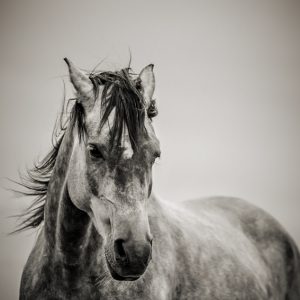 The Lonely Horse Portrait in Black and White