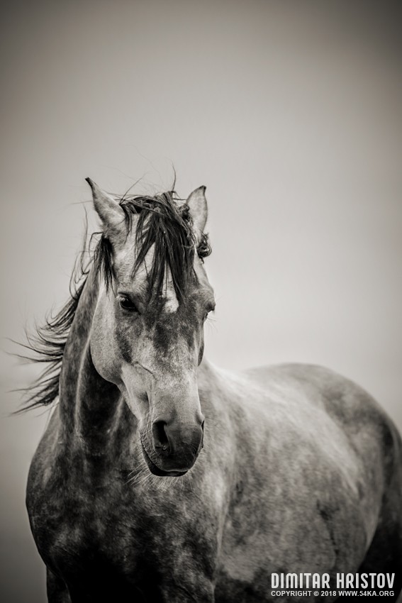 The Lonely Horse Portrait in Black and White photography horse photography featured black and white animals  Photo