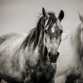 Two Horses in Black and White