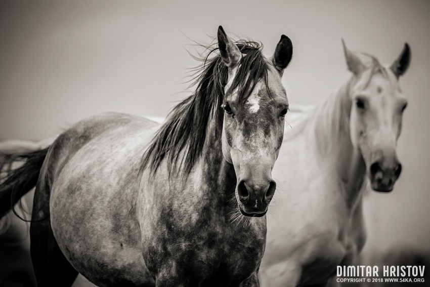 Two Horses in Black and White photography featured equine photography black and white animals  Photo