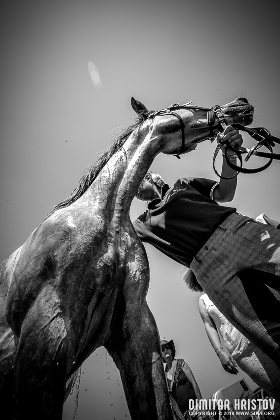 Endurance Competition Day photography horse photography galleries black and white animals  Photo