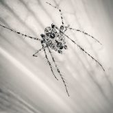 Macro spider – Black and White