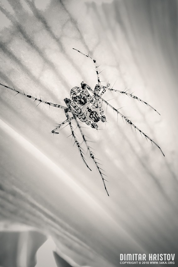 Macro spider   Black and White photography macro black and white  Photo