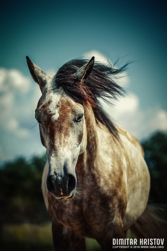 Beautiful and Lonely Horse photography featured equine photography animals  Photo