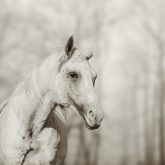 Lone white wild horse II