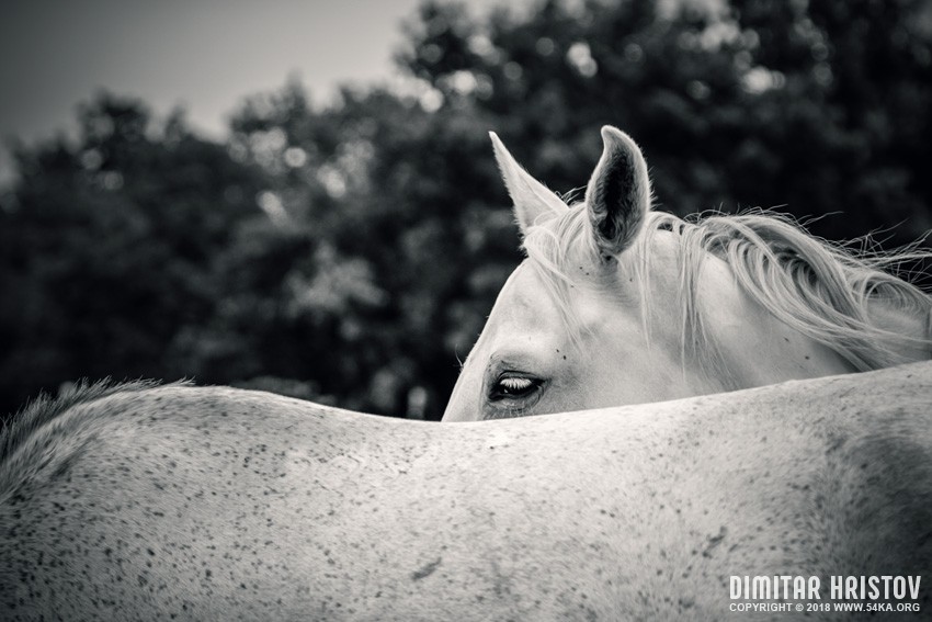 White horse eye photography featured equine photography black and white animals  Photo