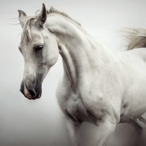 Beautiful White Horse on The White Background