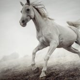 Beautiful White Horse Running in Mist