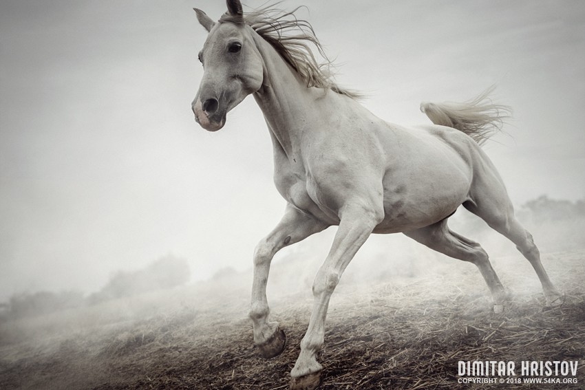 Beautiful White Horse Running in Mist photography horse photography featured animals  Photo
