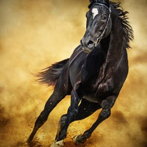 Black Horse – Running Wild