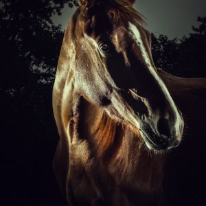 Horse Portrait – Equestrian Beauty