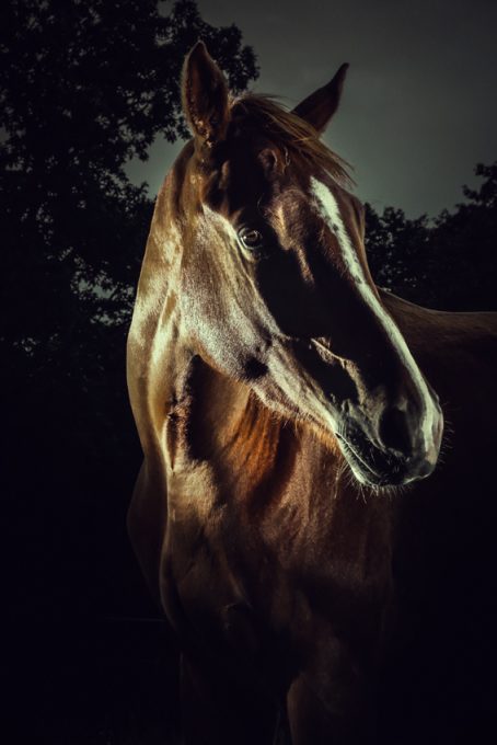 Horse Beauty - 54ka [photo blog]