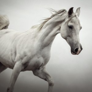 White Horse on The White Background – Equestrian Beauty