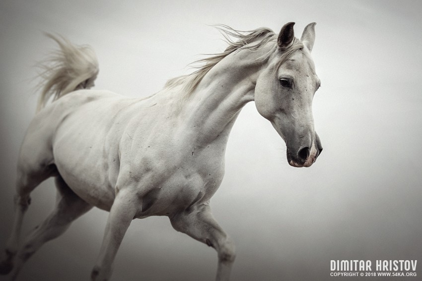 White Horse on The White Background – Equestrian Beauty photography photomanipulation horse photography top rated featured animals  Photo