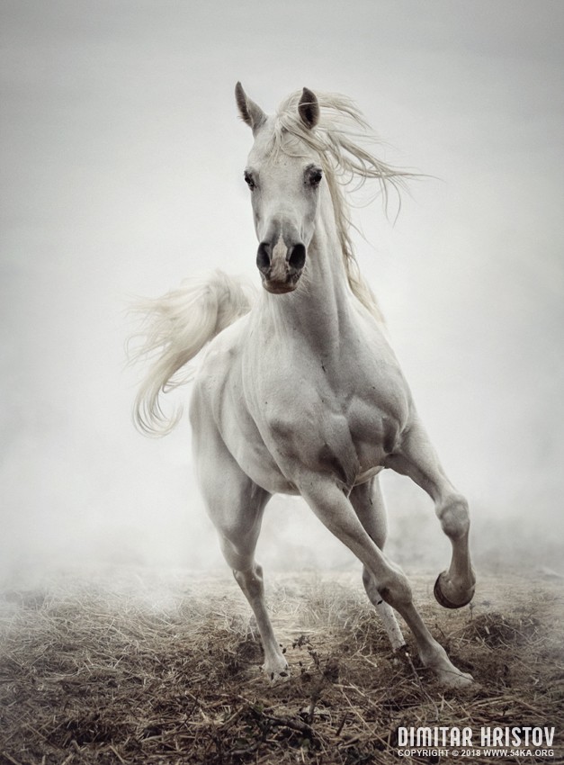 White Horse Running in Winter Mist photography featured equine photography animals  Photo