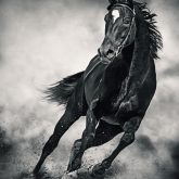Black Horse – Running Wild – Black and White