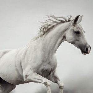 Galloping White Horse