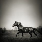 Arab racer horse runs on summer meadow