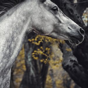 Arabian horse close-up portrait autumn in the forest