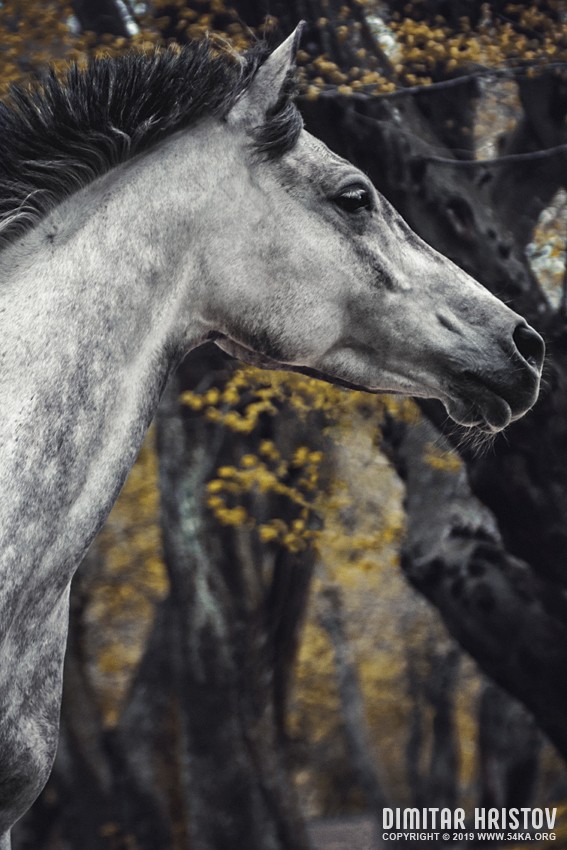 Arabian horse close up portrait autumn in the forest photography featured equine photography animals  Photo