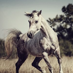 Beautiful arabian horse run gallop in meadow