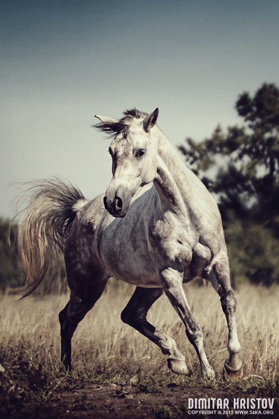 Beautiful arabian horse run gallop in meadow photography featured equine photography animals  Photo