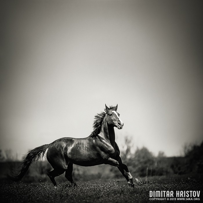 Black horse is running in the early morning photography featured equine photography black and white animals  Photo