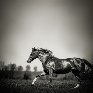 Black horse run in the morning field