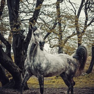 Horse portrait autumn in the forest