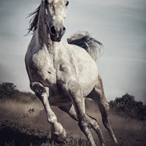Majestic photo of strong arabian white horse
