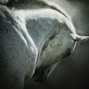 Portrait of white arabian horse head on dark background