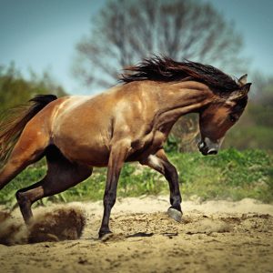 Stallion run gallop in spring meadow